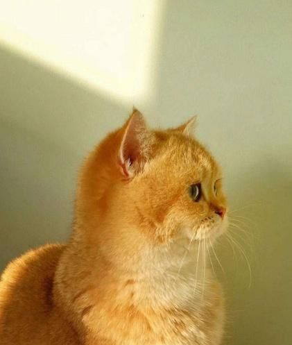 英国短毛猫的种类特别多，哪种是你的心头爱？最爱橘色“金胖子”