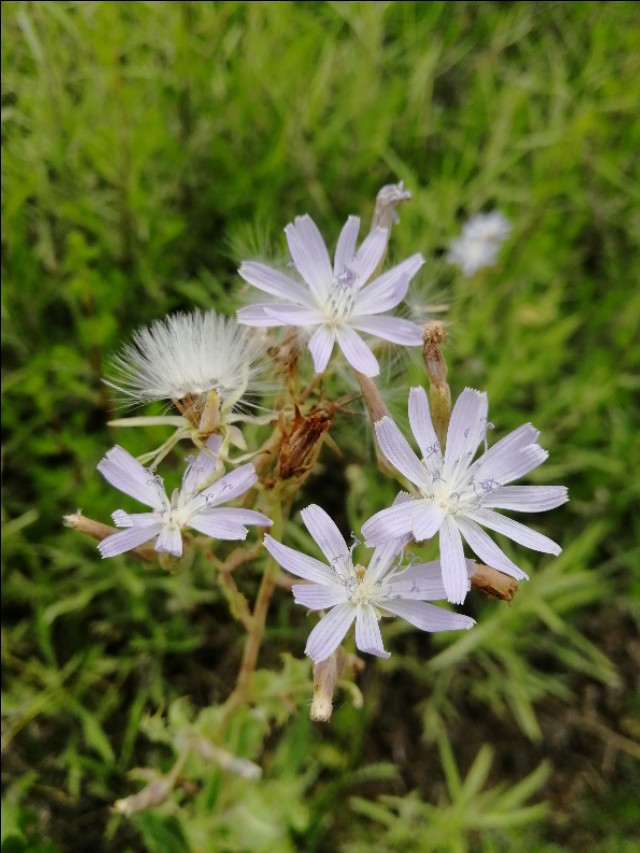 内蒙古通辽市扎鲁特旗大草原,通辽市阿古拉湿地公园