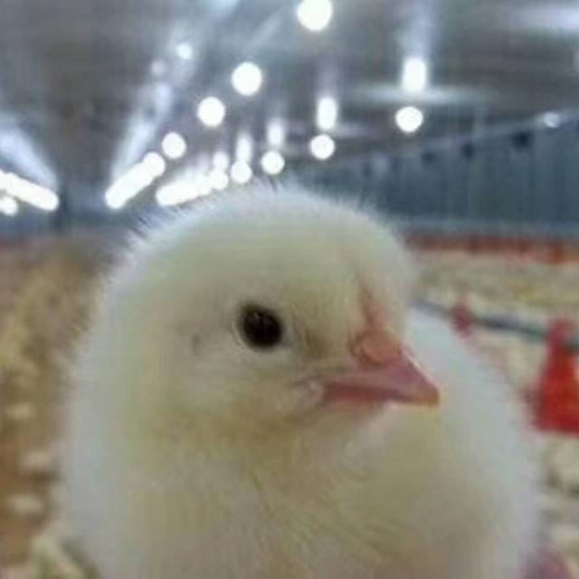 鸡仔养殖技术和注意事项,鸡生蛋的正确养殖方法