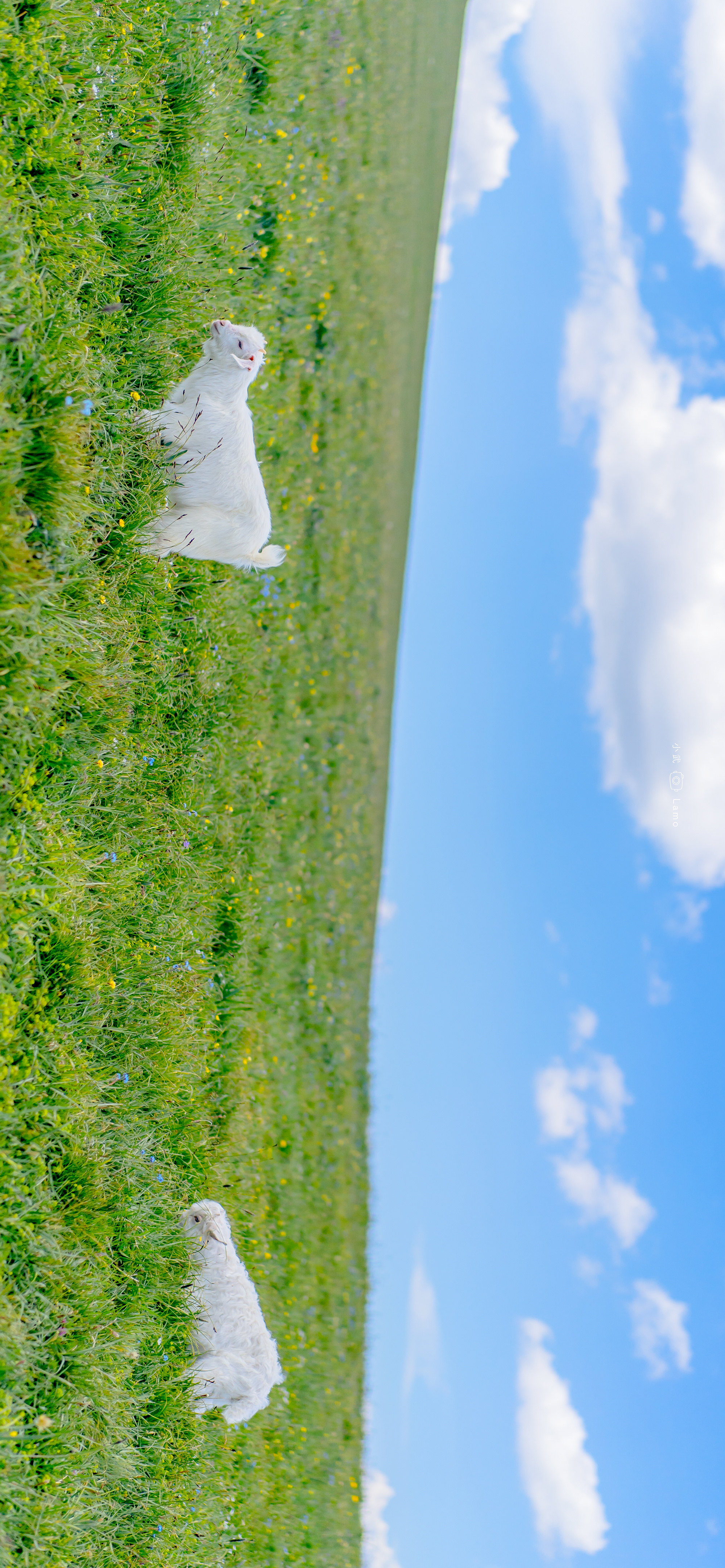 精选壁纸一组超好看的壁纸请签收,超好看的夏日清凉壁纸