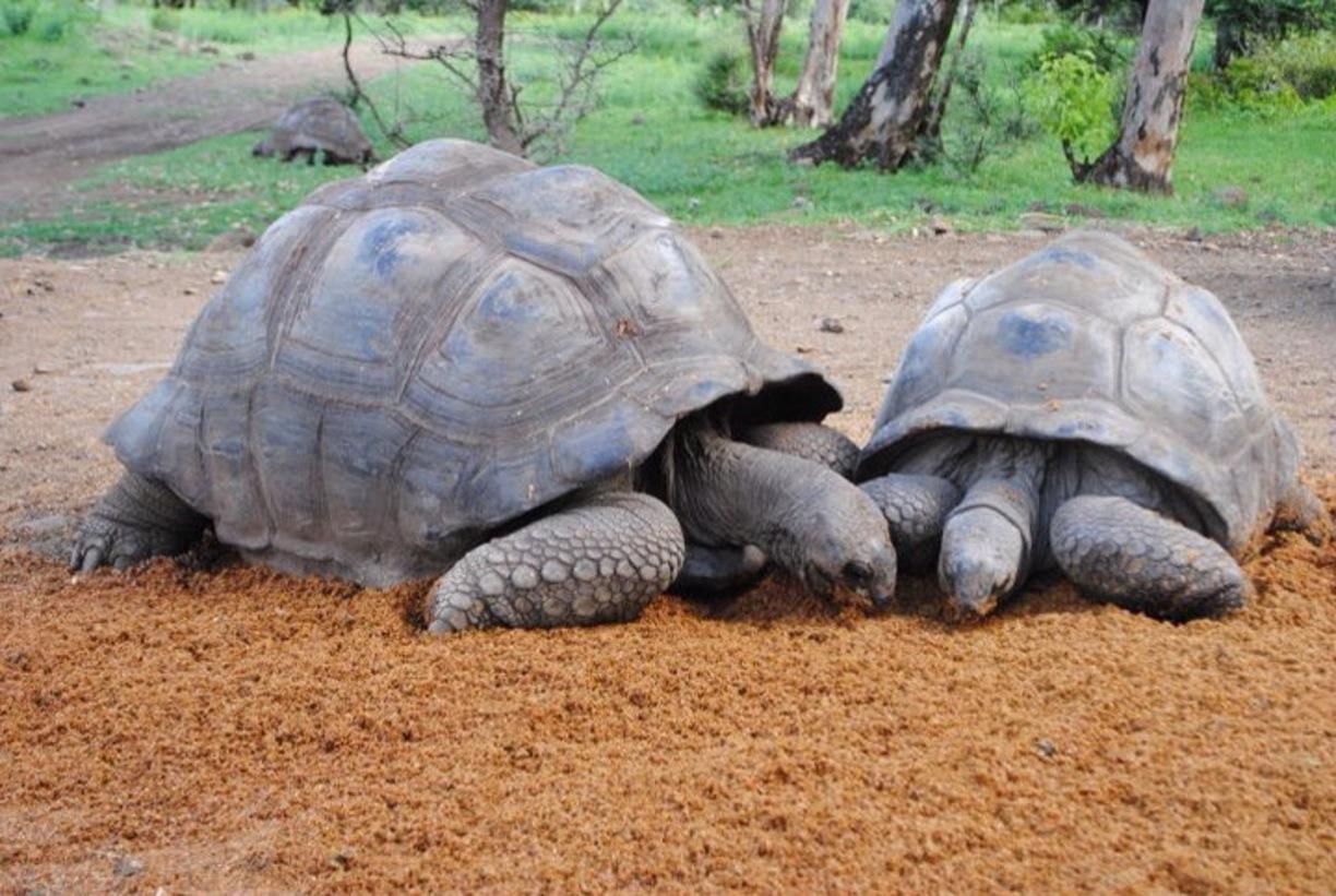 毛里求斯旅游攻略最新完整指南,毛里求斯旅游攻略大全免费