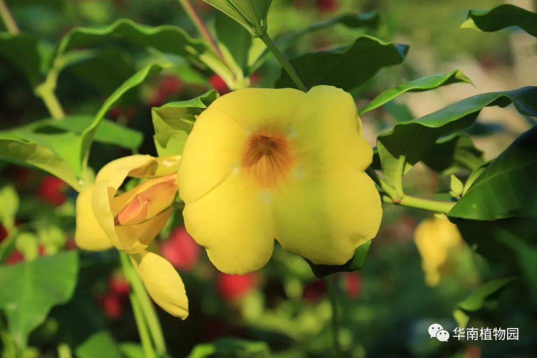 秋日识花:可爱紫红爱明黄