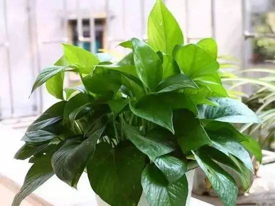 谁说绿萝知识浇浇水？很多人都养错了，绿萝应该这么养