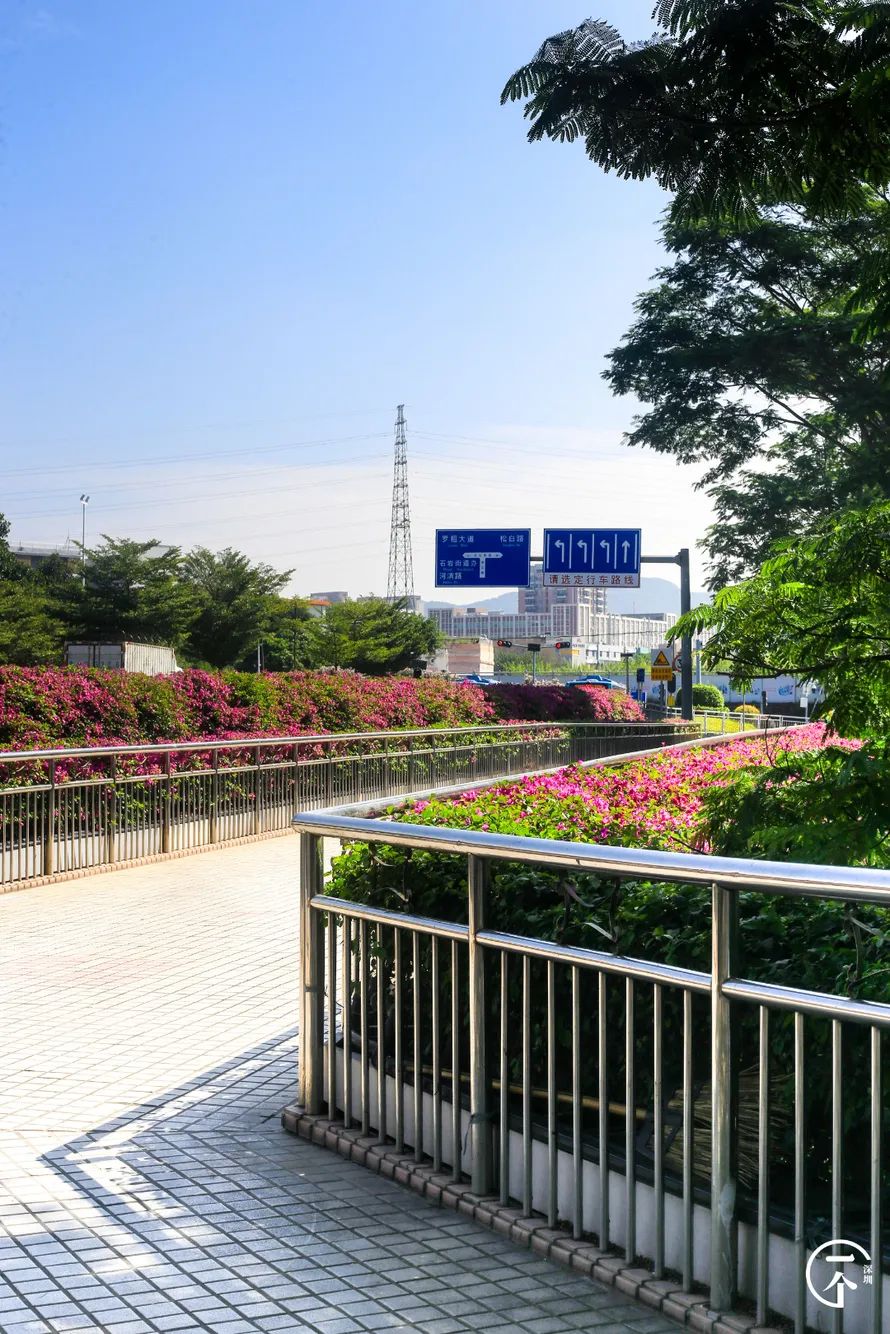 深圳“厂哥村”，女生可以百里挑一？