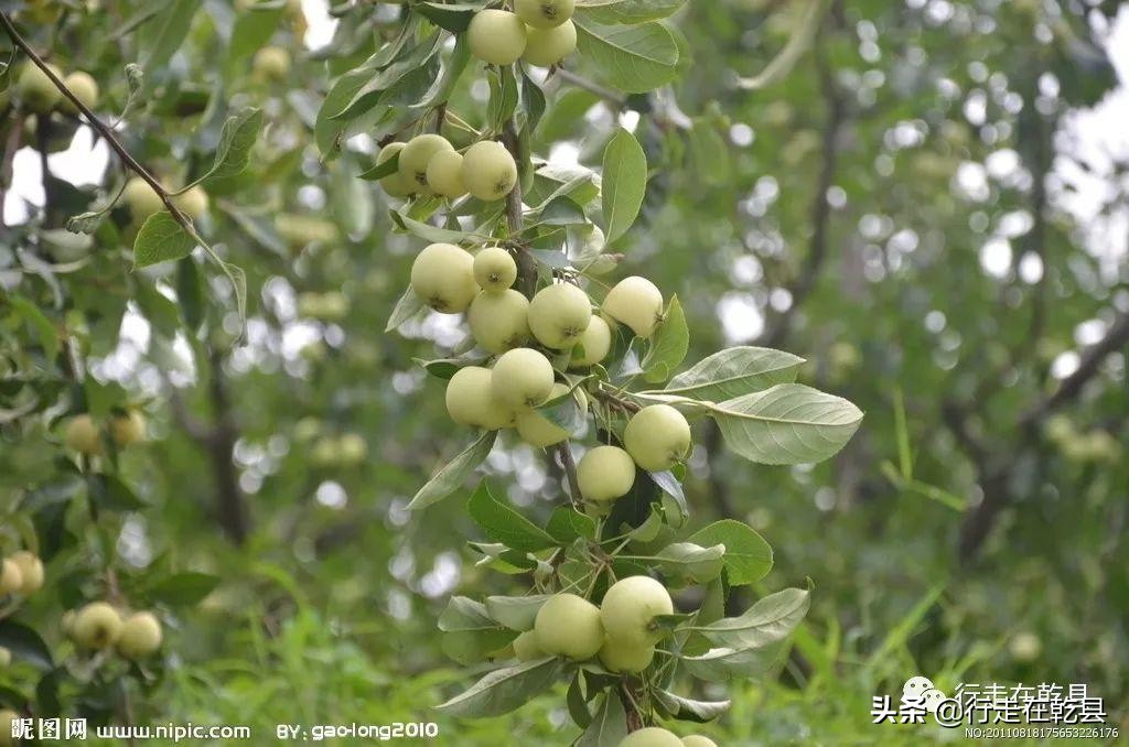 行走在乾县,行走在乾县之姜村镇