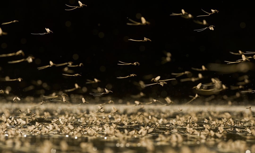 河南邓州惊现飞虫集聚,被传为“涨水蛾”,它们的出现意味什么?