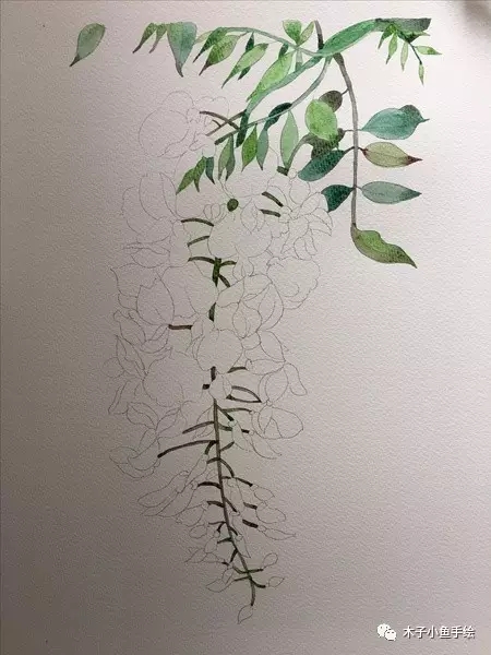 紫藤花水墨教程,紫藤花水粉画法步骤图