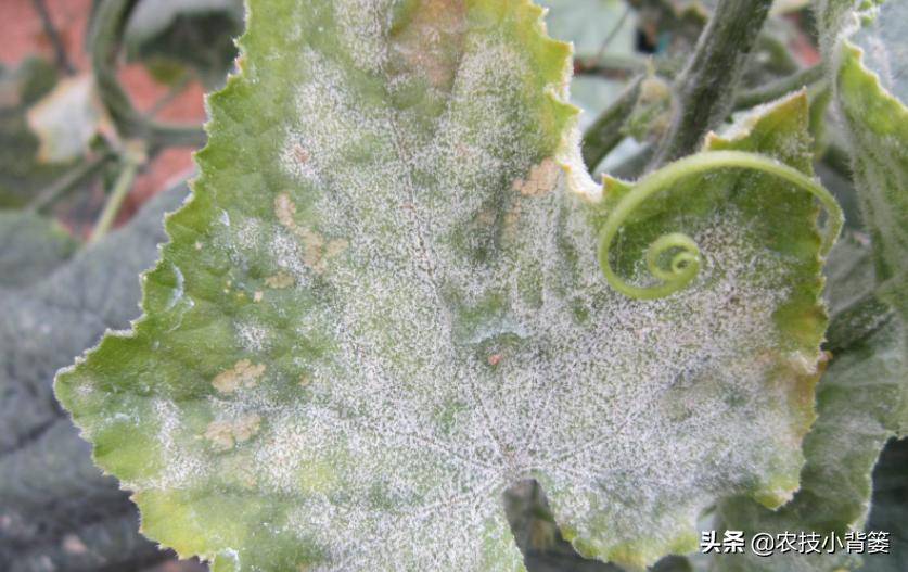 症状相似的*粉白**病和霜霉病常发生、易混淆,如何辨别?如何防治?