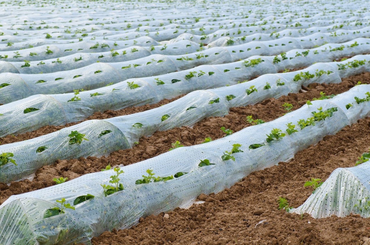 西瓜徒长苗的防治,西瓜苗僵苗怎么处理才能快速生长