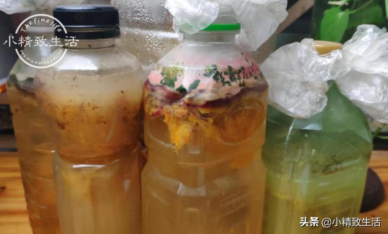 绿萝怎么养成一面墙,怎么让绿萝爬满柱子