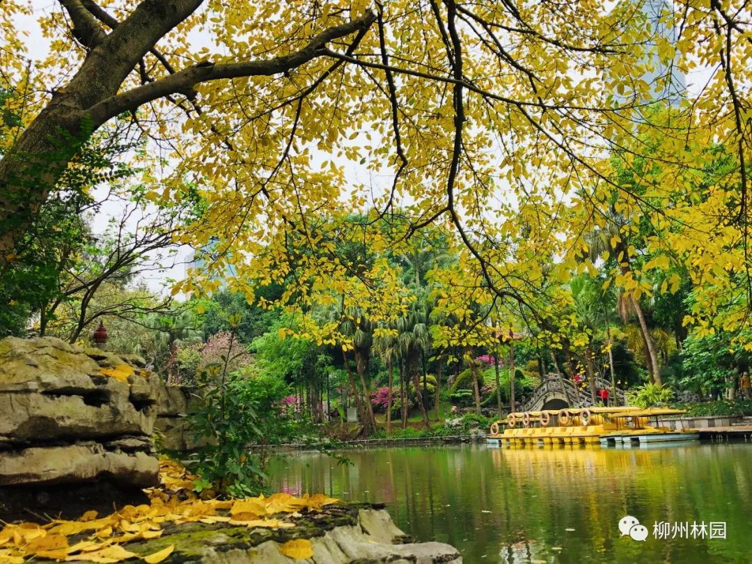 柳州的柳侯公园特色,柳州柳侯公园秋天美景