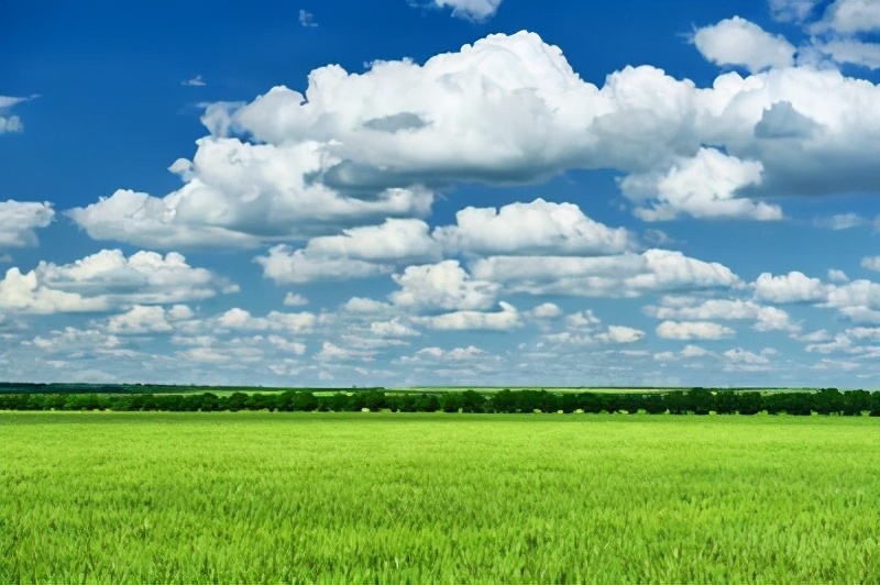 二年级下册春天柳树燕子看图写话,春天小燕子和妈妈二年级看图写话