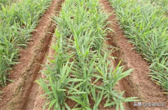 脱毒生姜培育与栽培高产技术,想要生姜种植高产这些技术少不了