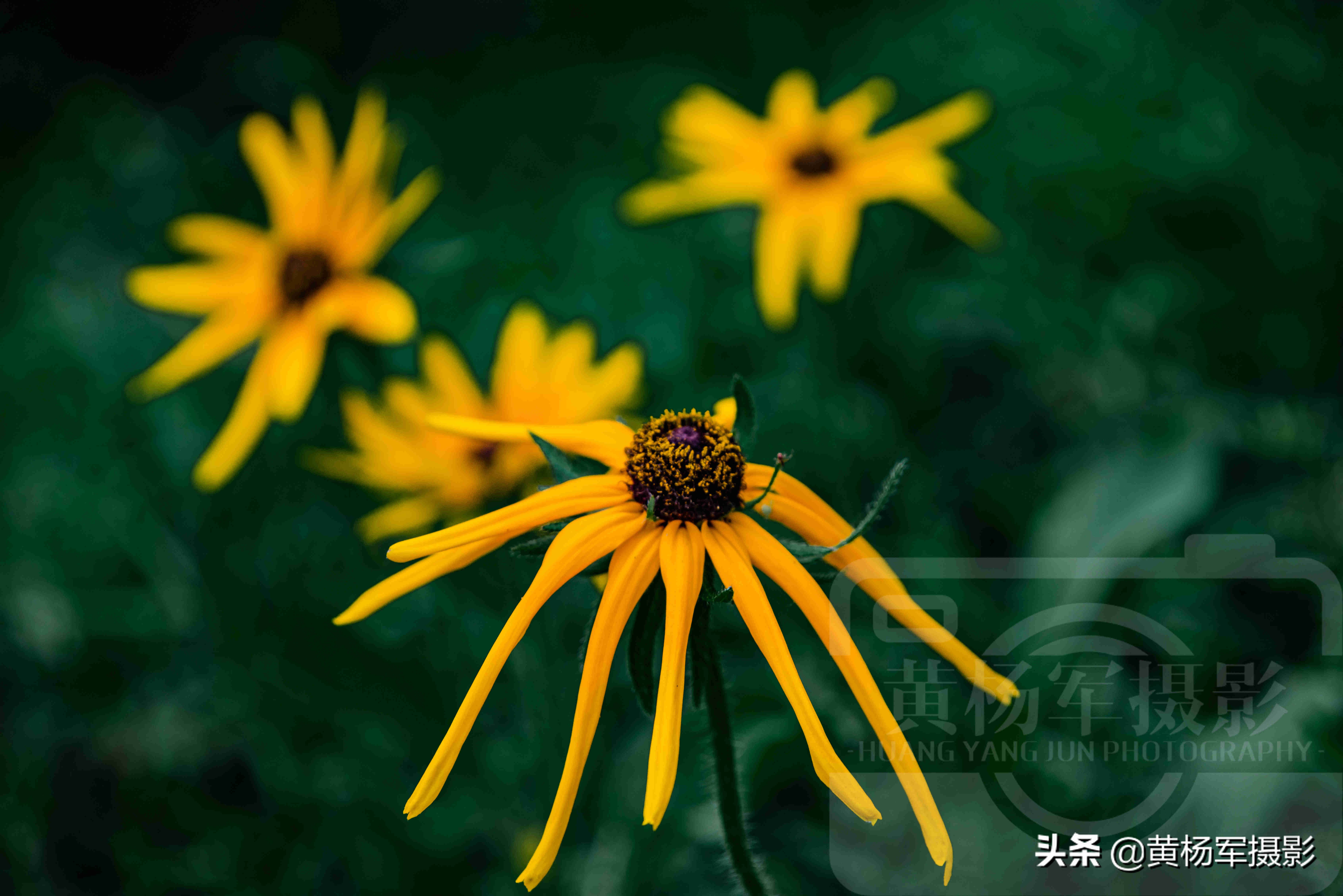 黑心金光菊雌雄同株还是雌雄异株,小向日葵和黑心金光菊有什么不同