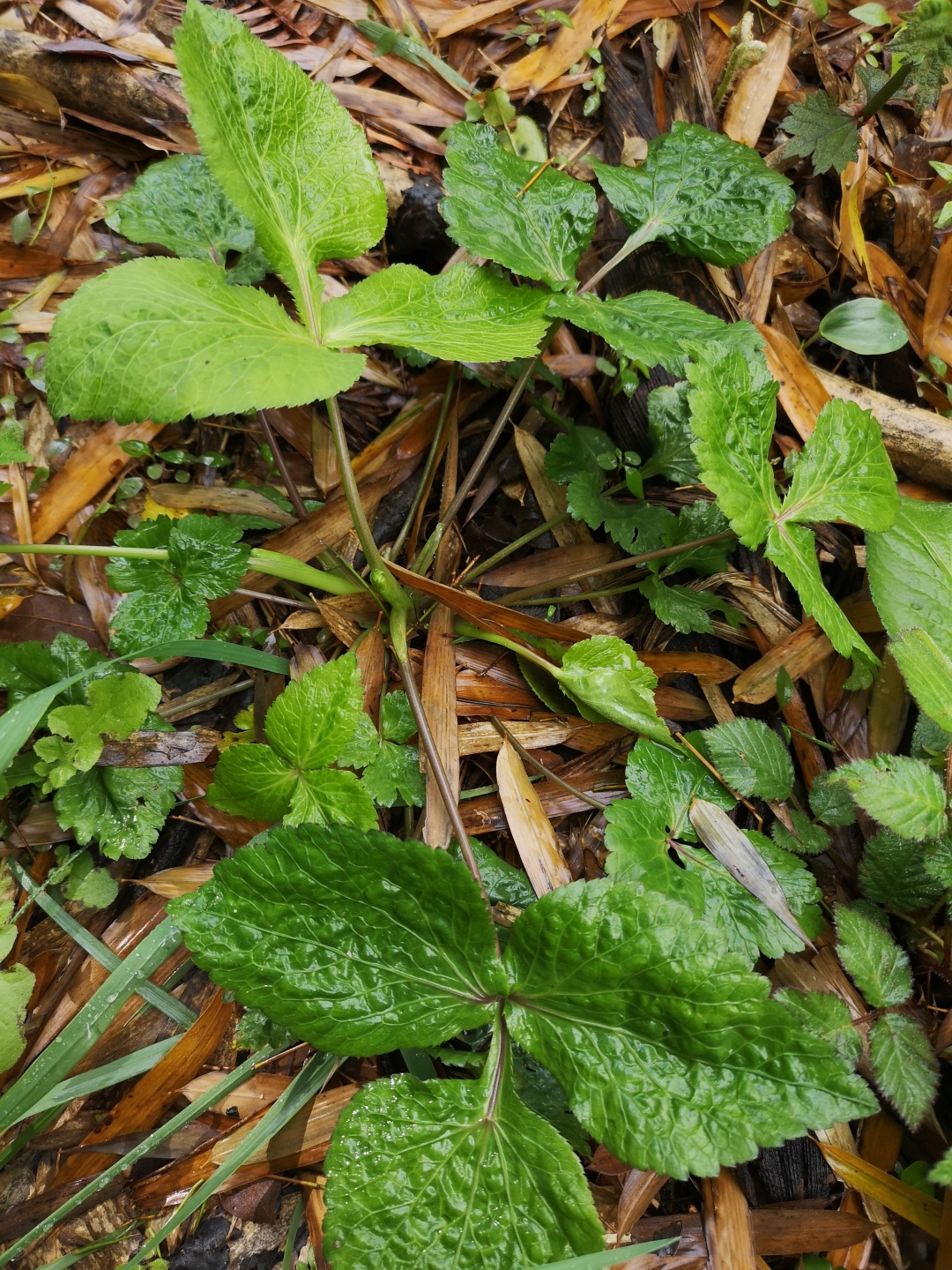 竹林深处探宝——只为了那一棵黄精