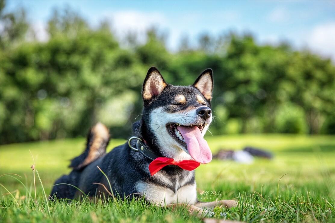 柴犬被批评生气哭了,柴犬的主人要求道歉