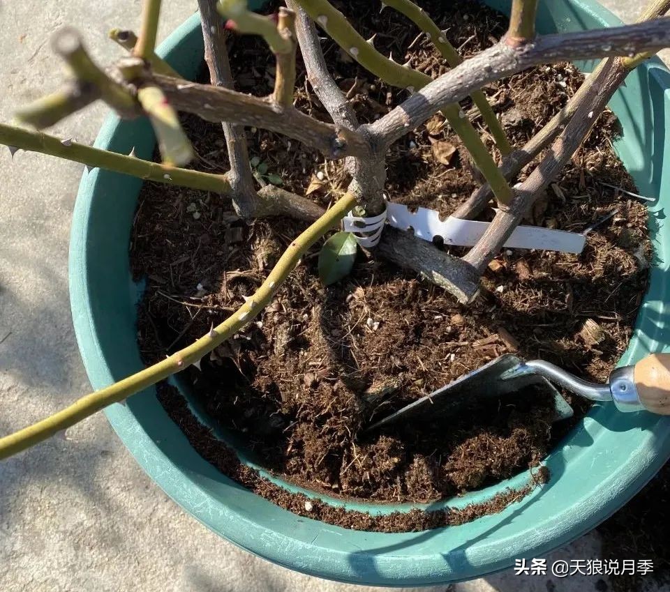 天狼说月季不长根,天狼说月季老苗修剪