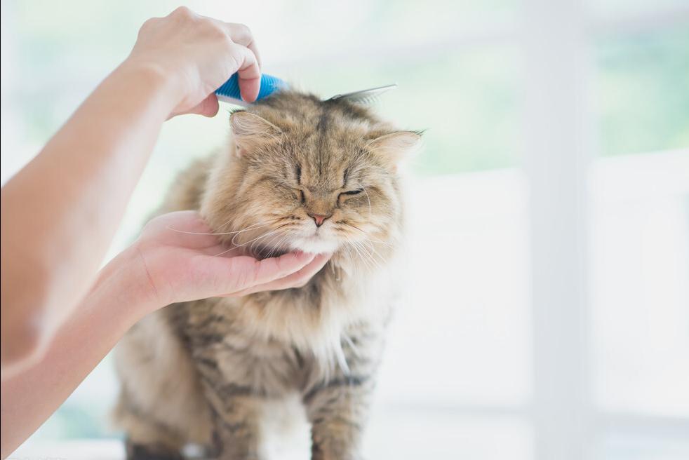 猫咪饲养日常攻略,饲养猫咪的常识和技巧