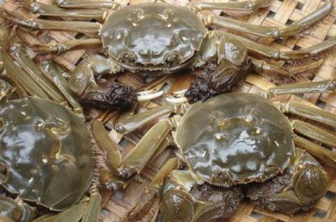 比利时大闸蟹泛滥成灾,比利时大闸蟹泛滥视频