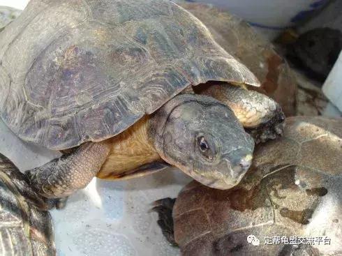 半水龟缸细致讲解,半水龟造景生态缸入门