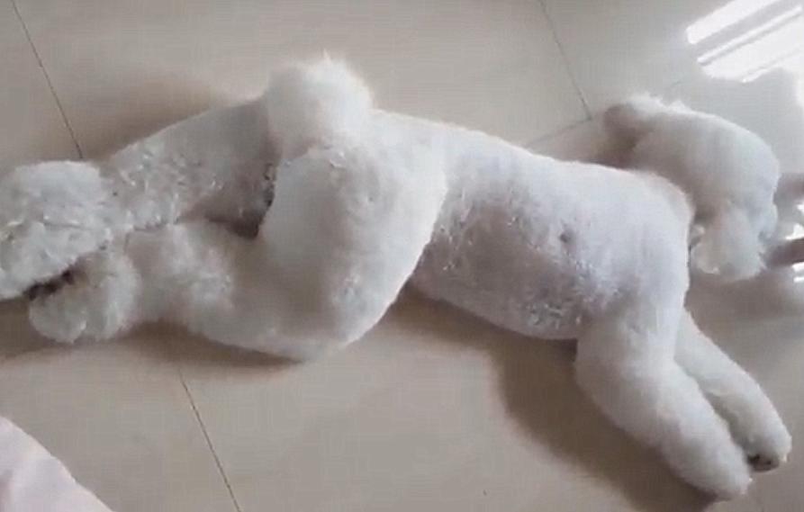 狗狗趴在客厅,从狗狗的睡姿看爱不爱你