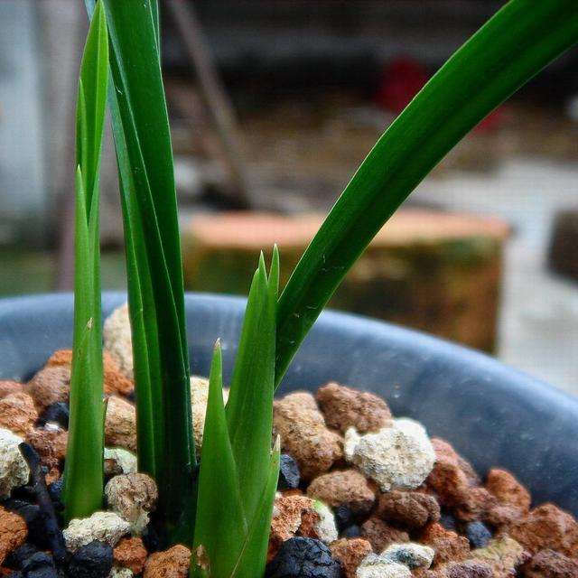 兰花叶子尖发黄是什么原因呢,兰花叶尖发黄是什么原因怎样处理