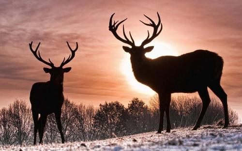 头像马图像,头像马身躯像猪