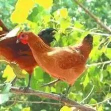 青岛西海岸30多项特产!这鱼还登上央视成了网红