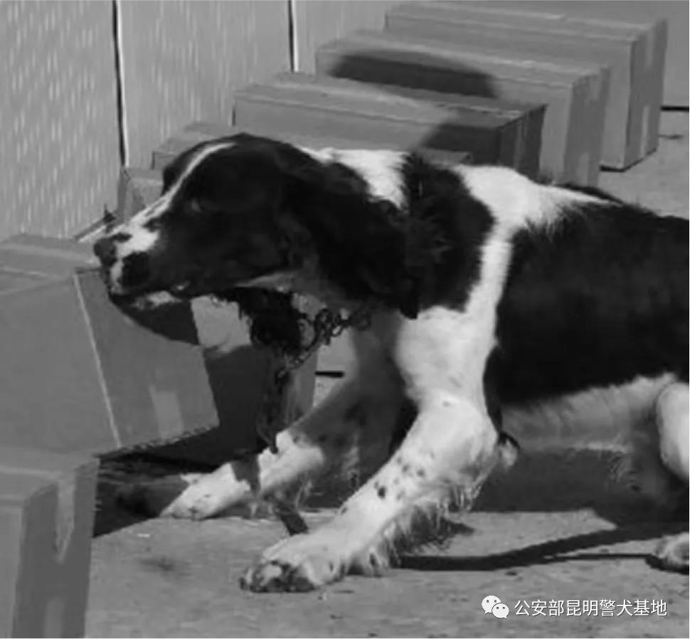 警犬金子,小警犬训练调皮视频