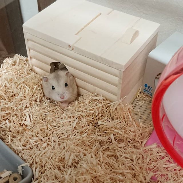 仓鼠怎么防止撕咬笼子窝,仓鼠爱咬其他鼠怎么办