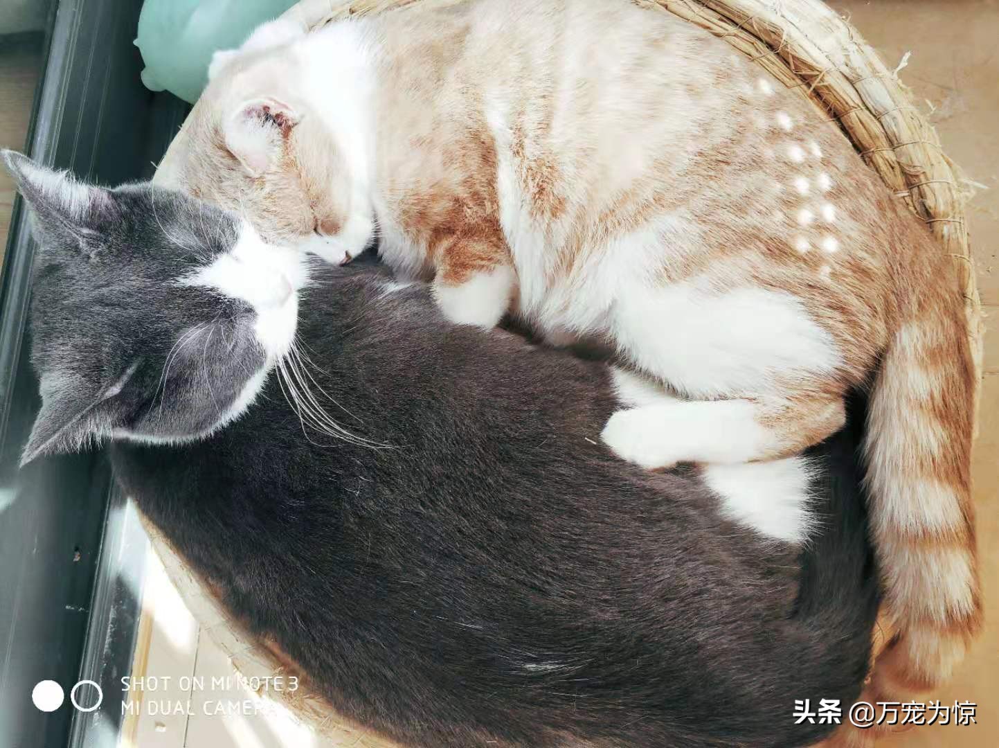 瑞拉热议——如何做好一名称职的铲屎官