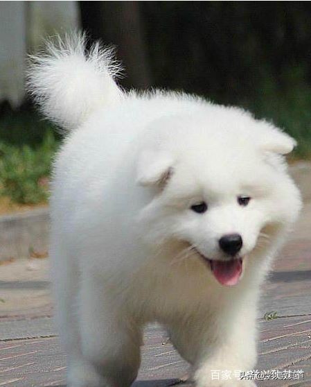 爱心狗狗小白（感人至深的故事）下