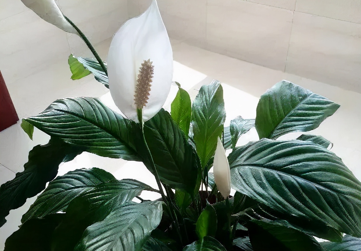 别说你对绿植没有误解，来看看你占哪一条