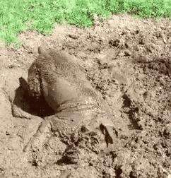 卖泥巴一年赚多少钱,卖泥巴赚钱的方法