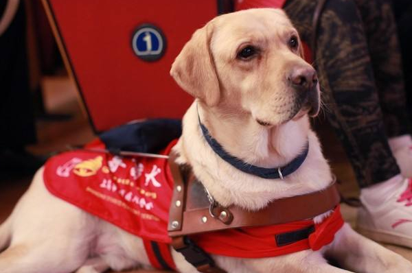 最适合当导盲犬的狗,最适合导盲犬的狗狗