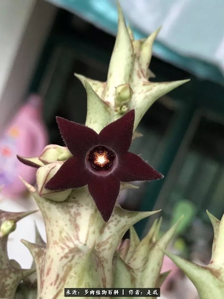 偶遇多肉的感言,偶遇山中多肉