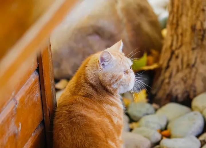 小猫咪为什么喜欢在阳光底下翻滚,小猫咪为什么爱偷袭