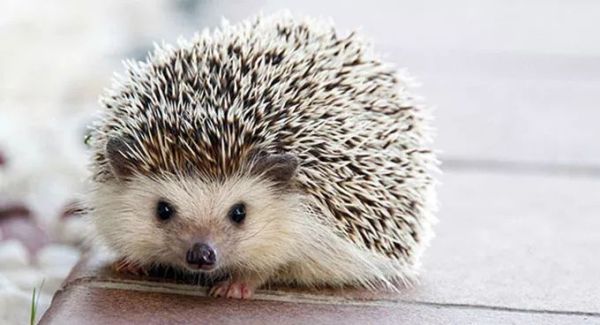 盘点各种呆萌生物,萌萌哒的动物图片大全