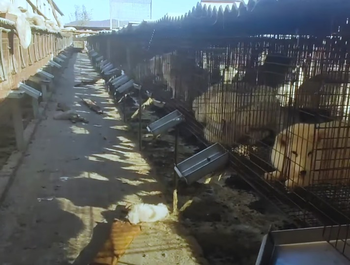 狐狸被扒了皮后还能活吗,狐狸被扒了皮后还活着的视频