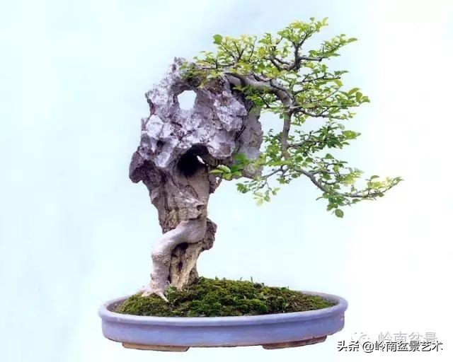 鎮礀缁濆閫㈢敓,鎮礀鐩嗘櫙澶у叏