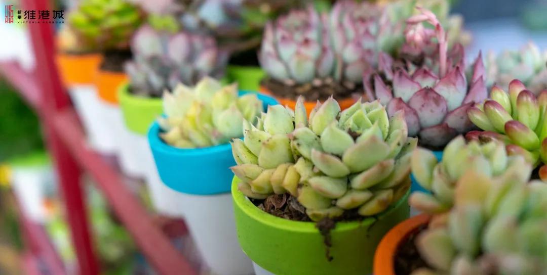 免费领!新华·维港城“绿色甜城”计划,业主免费领绿植