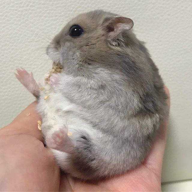 仓鼠能感受到主人对他的照顾吗,仓鼠希望被主人爱的几个行为