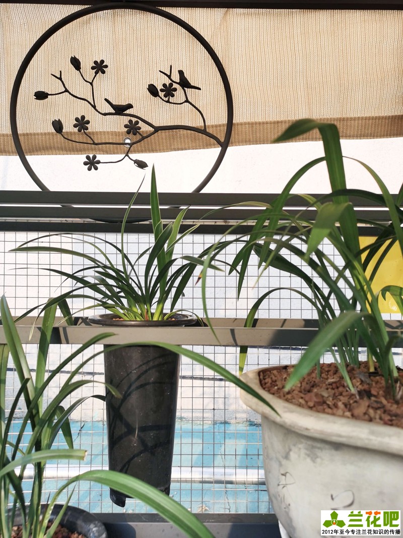 兰花浇水为了达到“润”，在3种花盆上，分享我走的弯路