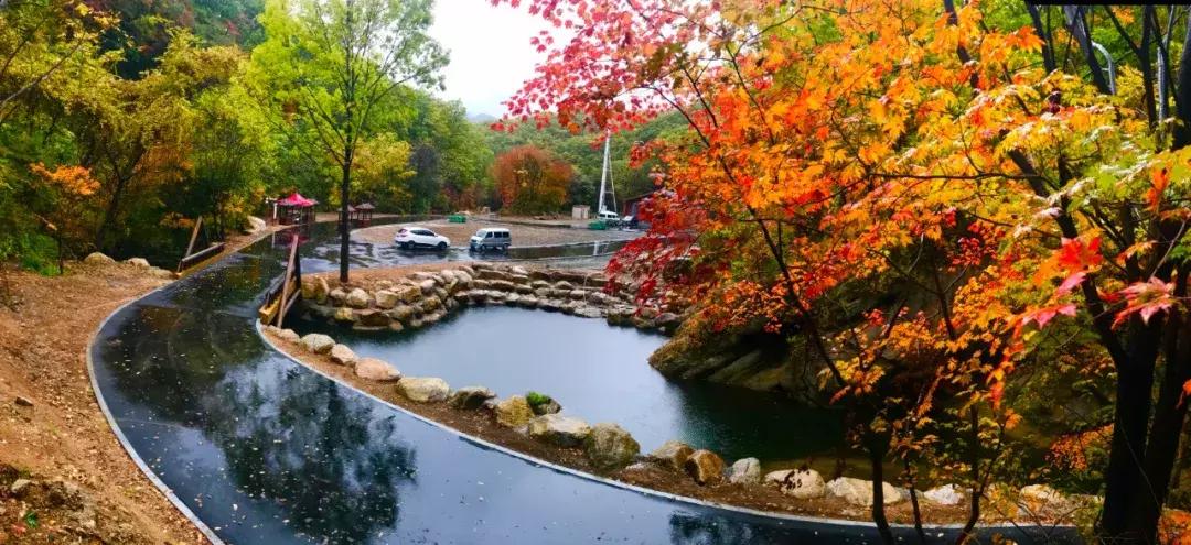 秋天来本溪赏枫叶,醉美枫叶季