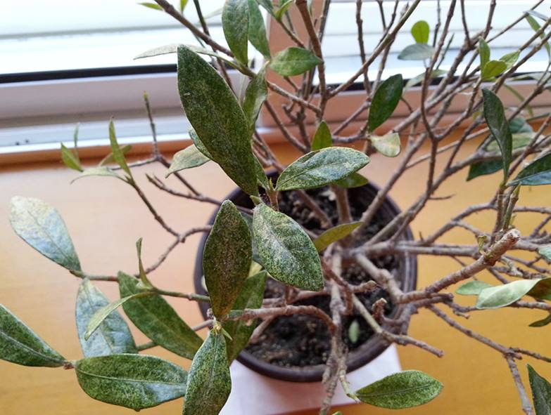 栀子花掉光叶子,栀子花叶子掉光枝子能剪吗