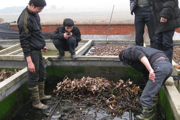 打工回来想创业做点什么好,打工回家创业有什么好项目