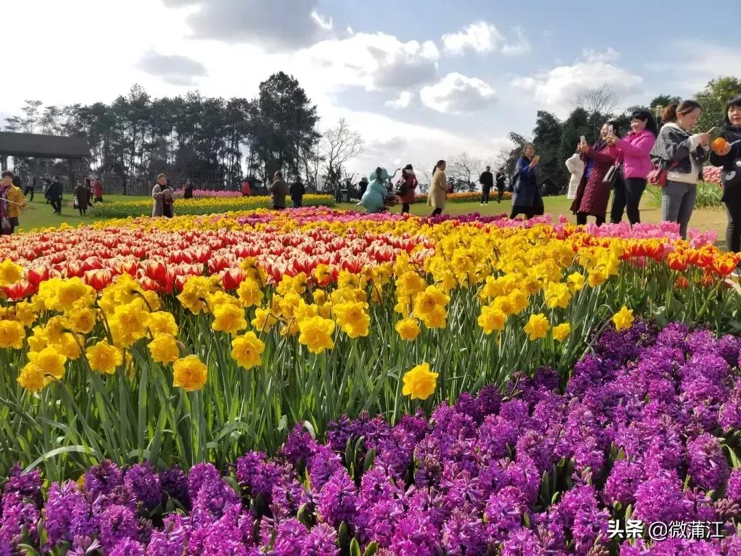 石象湖风景区郁金香开了吗,成都石象湖的郁金香什么时候开