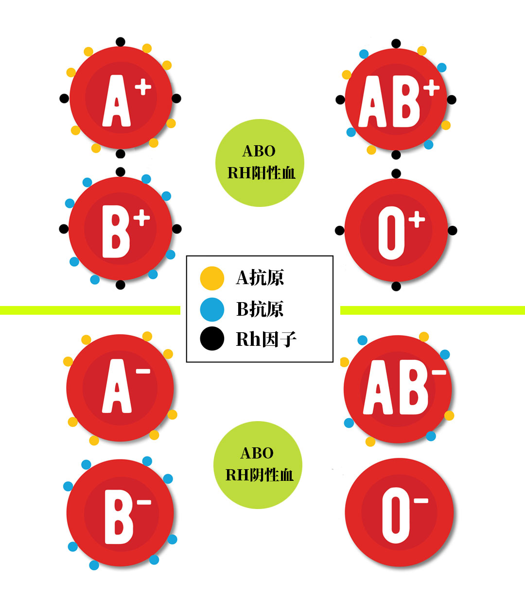 abo血型与rh的区别,abo血型和rh血型哪个比较准确