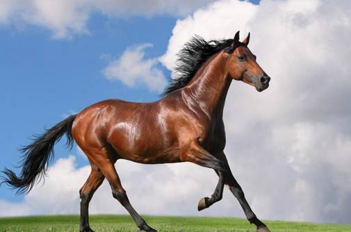 用人之道谋略之道,用人之道简短的句子