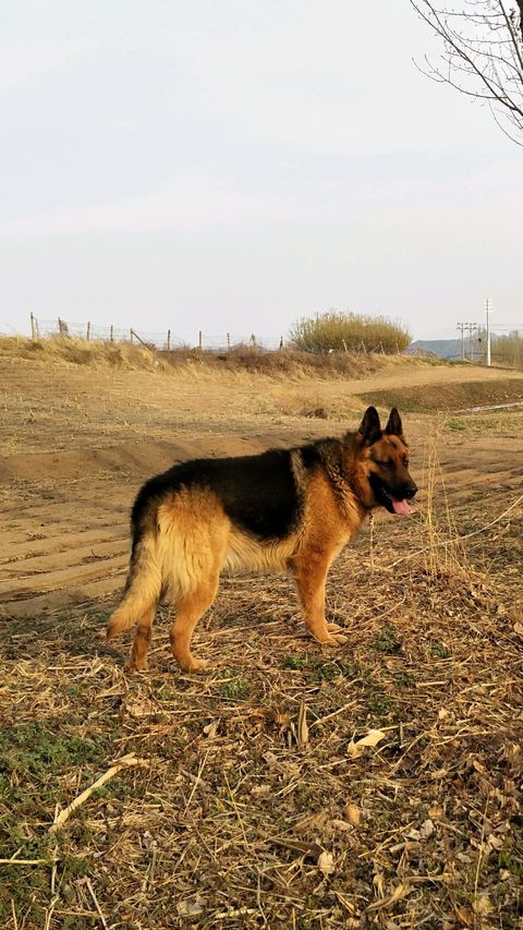 狼犬的故事,狼犬一般有多高